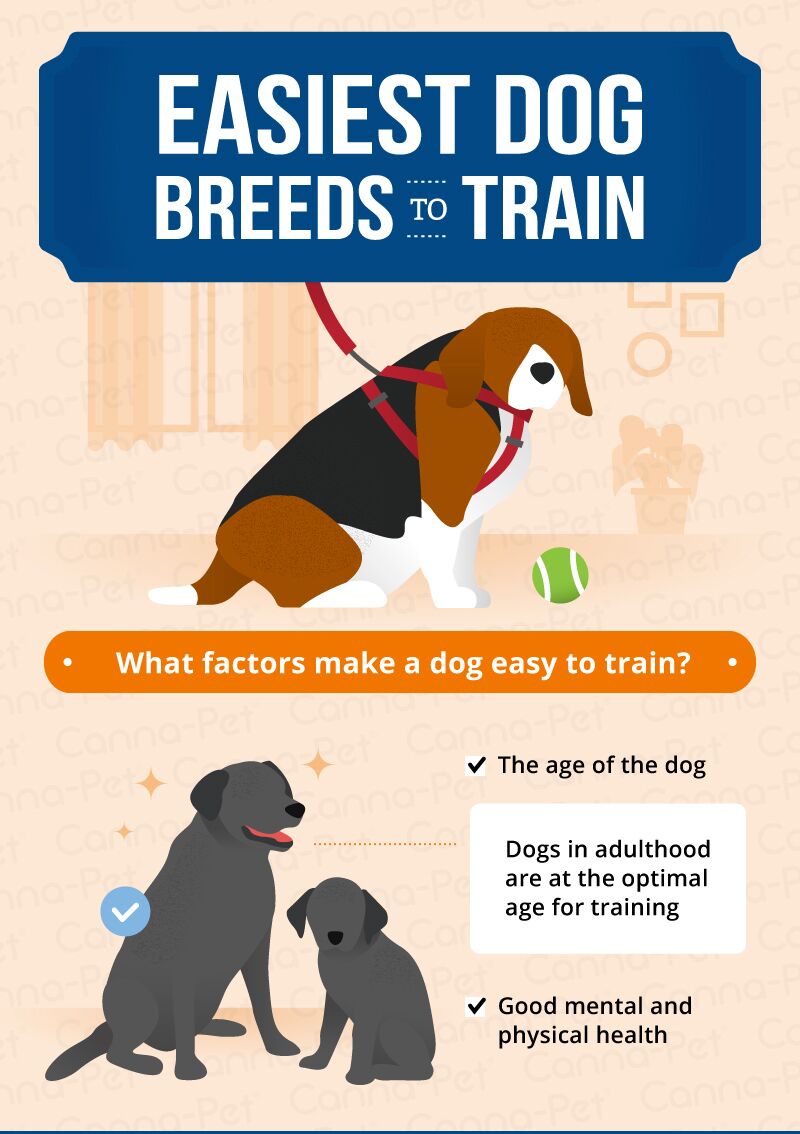 are dogs easier to train