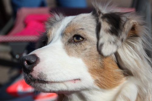 are australian shepherds good apartment dogs