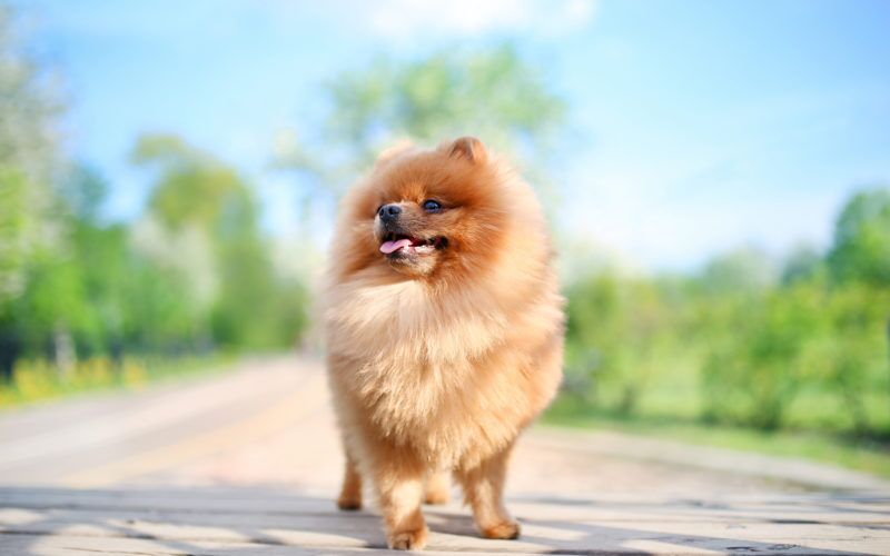 do pomeranians need to be groomed