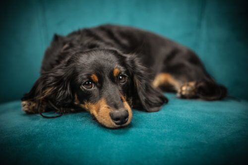 are long haired wiener dogs hypoallergenic