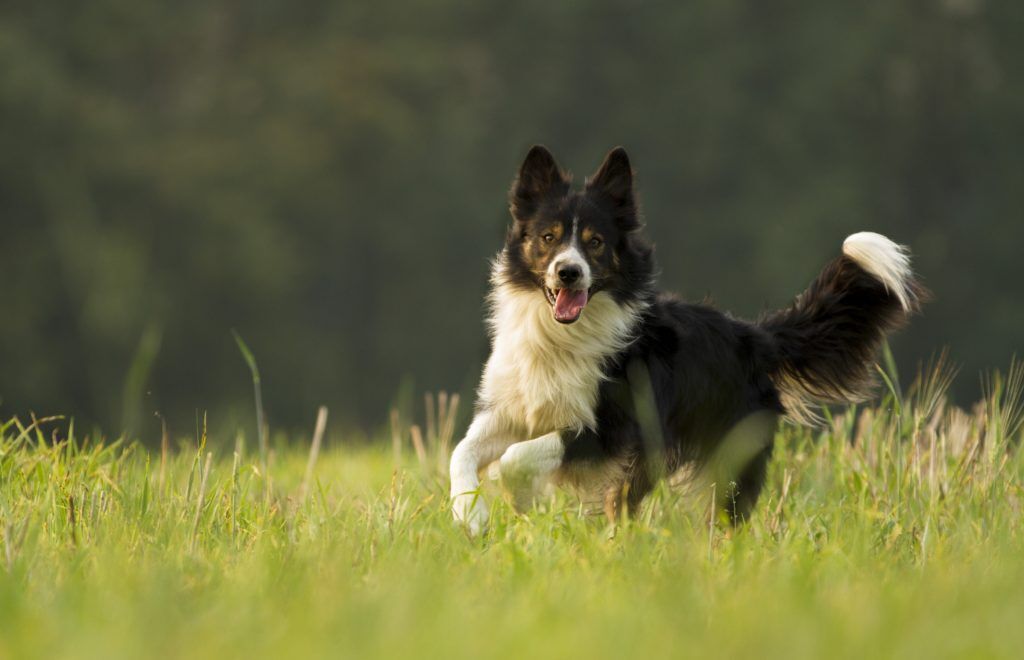 how long do collie cross dogs live