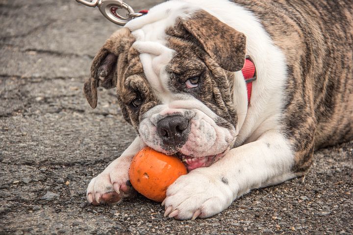 are bulldog protective