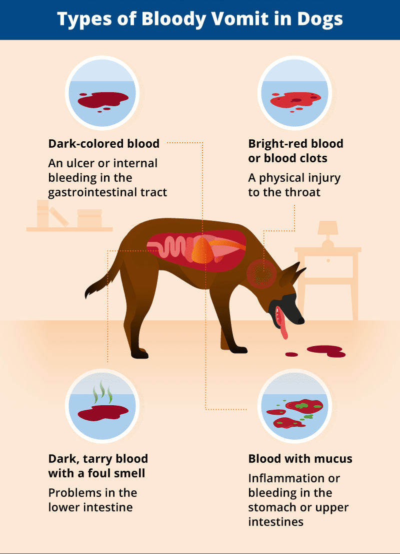What To Do If Your Dog Vomits Blood