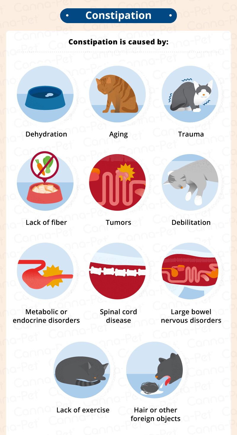 Causes of Acute Abdominal Pain in Cats - Understanding the Dangers and Solutions