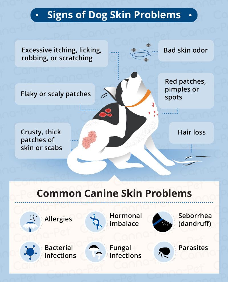 Common Skin Infections in Dogs: Causes, Symptoms, and Treatments