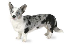 Cardigan Welsh Corgi - Canna-Pet®