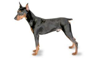 german-pinscher-300x189.jpg