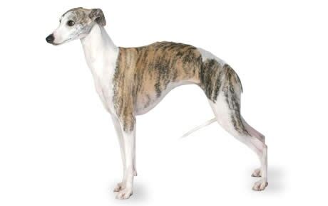 whippet1.jpg