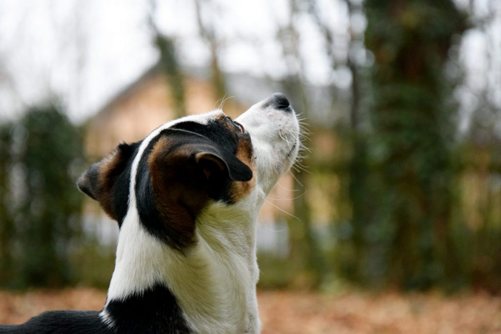 dogs allergic to cigarette smoke symptoms 6 of Allergies in in Winter Haven, FL Asthma in Dogs: Symptoms &