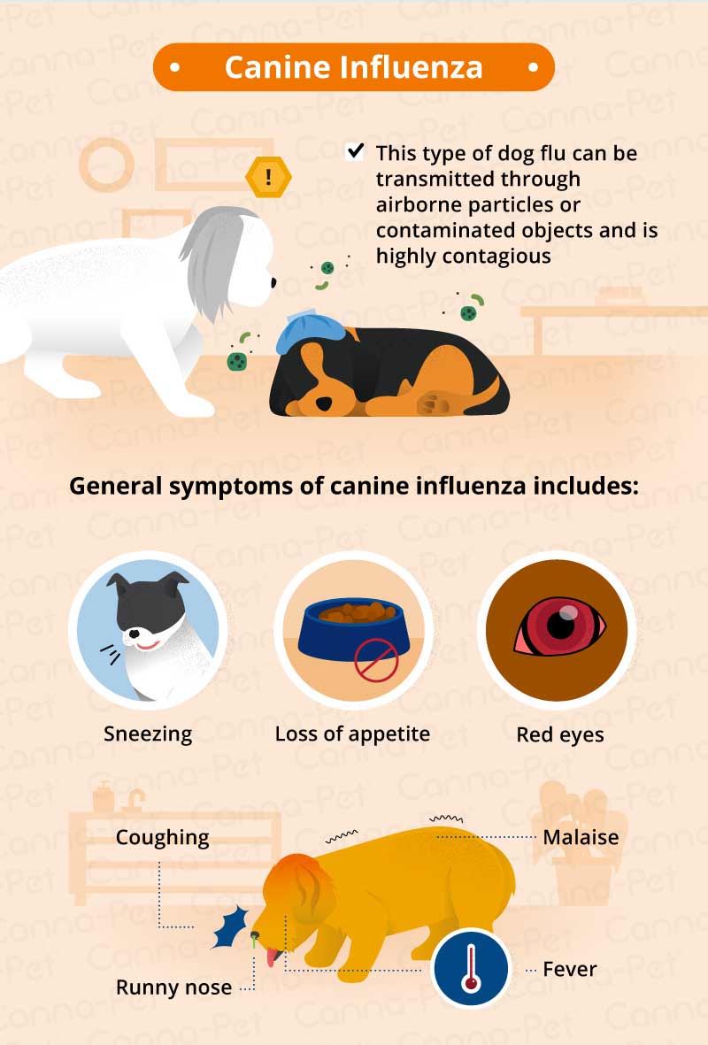 can eating cigarette make dog cough What To Do If Your Ate Tobacco or Nicotine Products Bart, don't give the dog