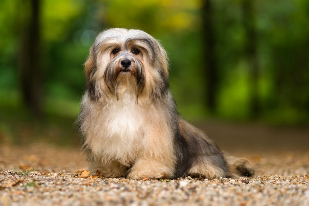 tobacco havanese Havanna brown/ : r/Havanese Chocolate Havanese: Info, Pictures, Origin