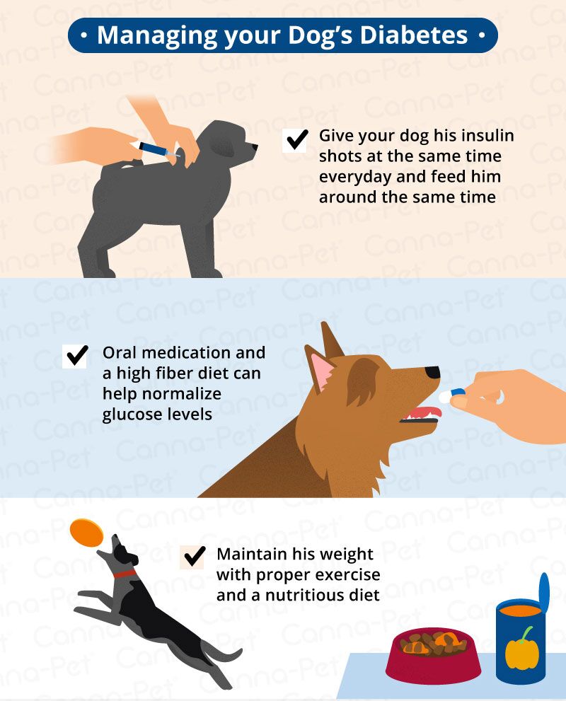 Dog Diabetes How to Care for a Diabetic Dog   Canna Pet