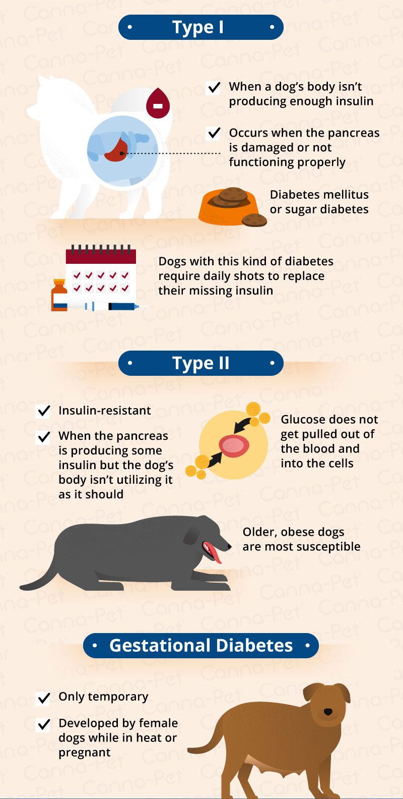 Dog Diabetes How to Care for a Diabetic Dog   Canna Pet