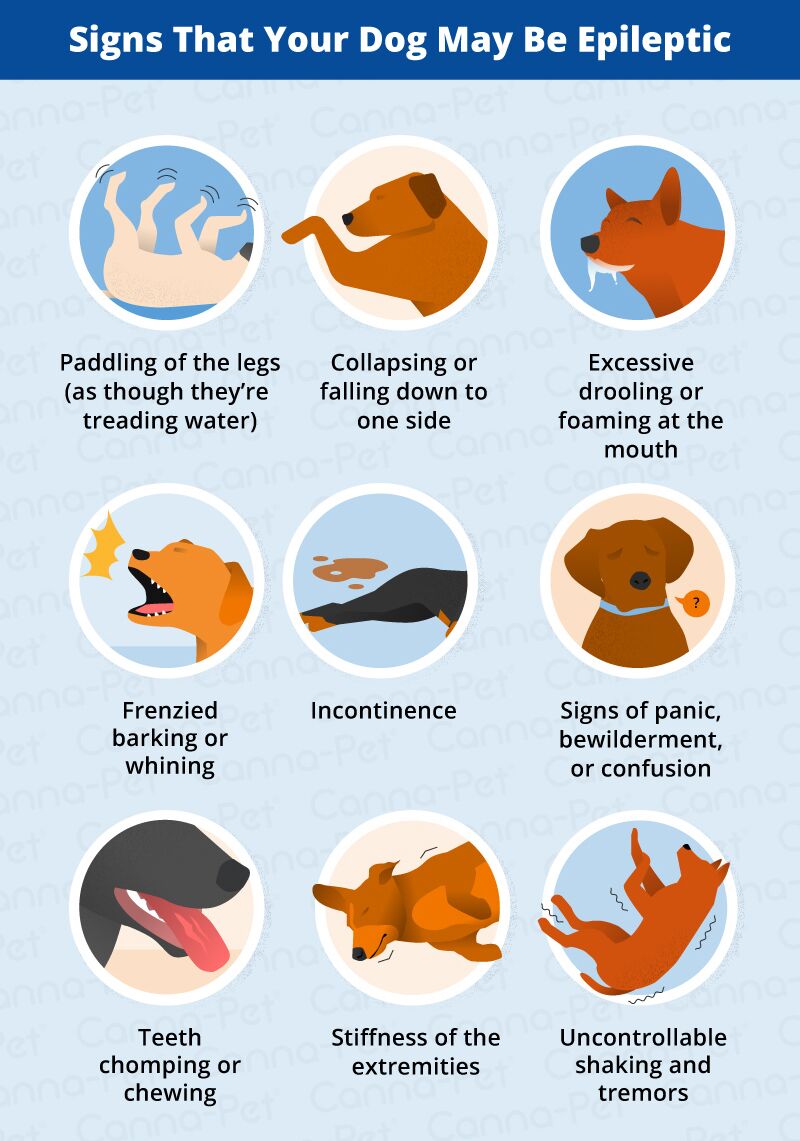 Epilepsy in Dogs Signs, Symptoms, Treatment   Canna Pet