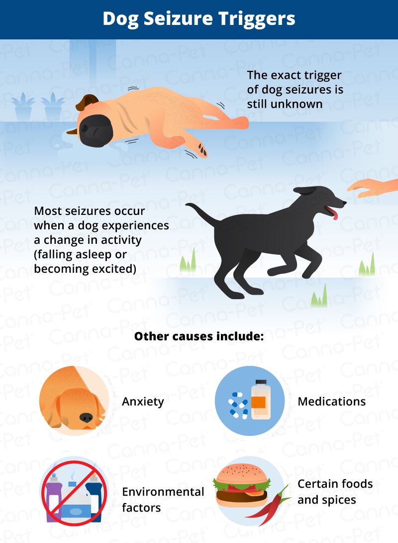 What Causes Seizures in Dogs   Canna Pet