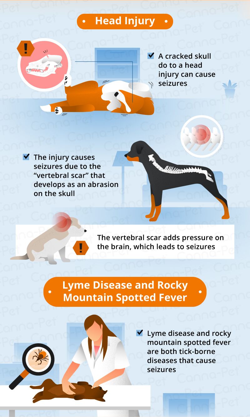 What Causes Seizures in Dogs   Canna Pet