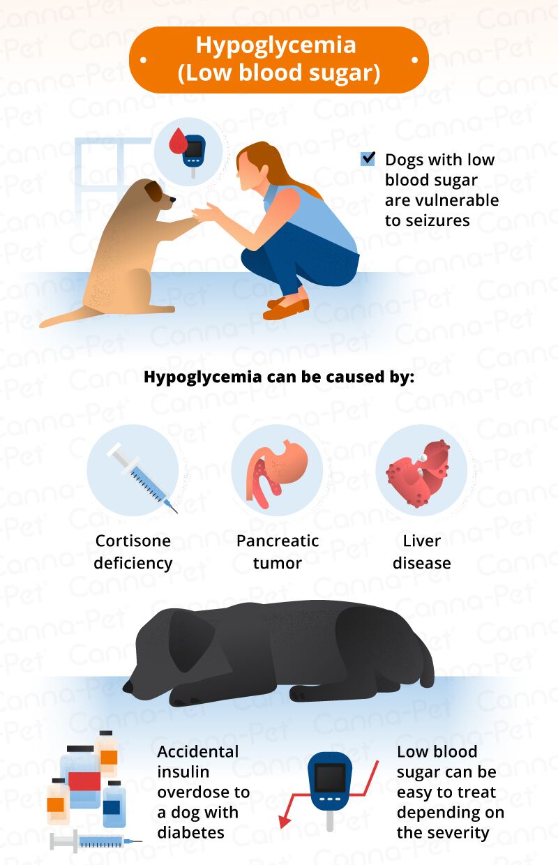 What Causes Seizures in Dogs   Canna Pet