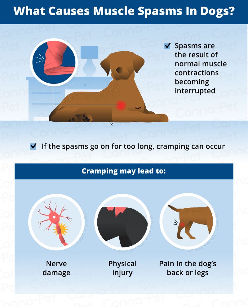 Muscle Spasms in Dogs   Canna Pet®