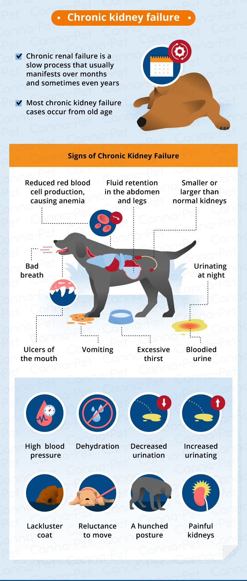 Kidney Failure in Dogs Signs & Causes   Canna Pet®