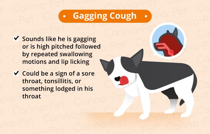 Dog Coughing: Causes & Natural Remedies