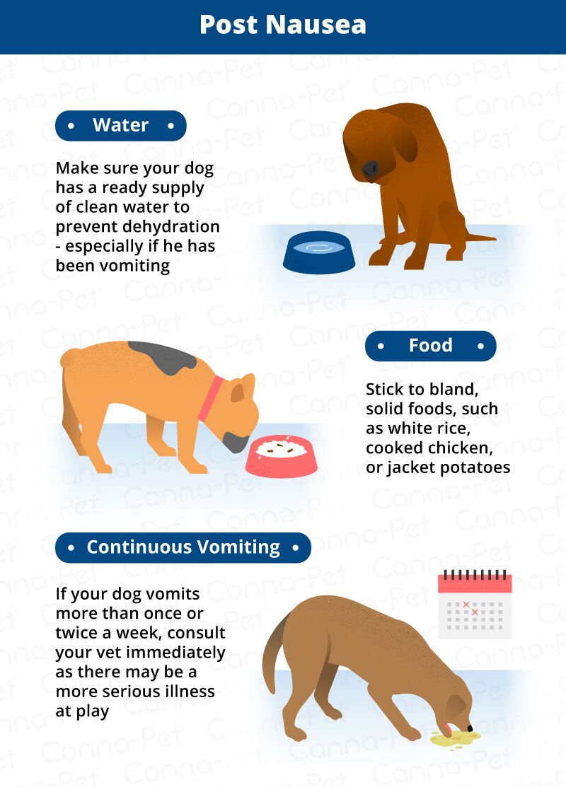 How To Help My Nauseous Dog