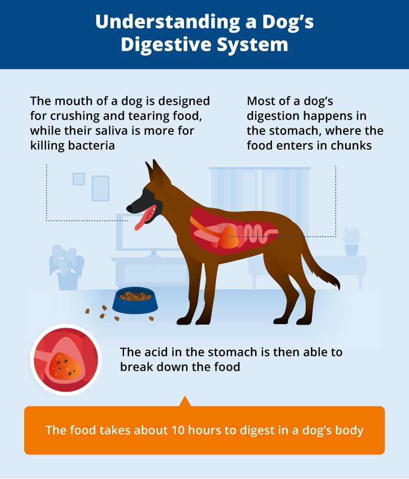 my dog keeps vomiting up his food