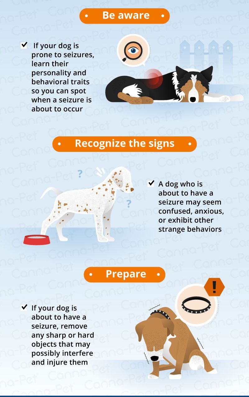 How To Help A Dog After A Seizure